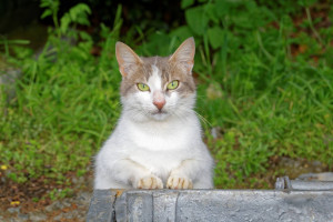 荷兰“无冕之王”的魔咒,这一次能否被打破!